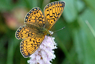 <i>Boloria eunomia</i> Species of butterfly