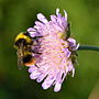 Vorschaubild für Wiesenhummel