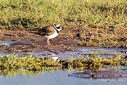 Charadrius Hiaticula: Descrizzione, Ripartizione, Biolugia