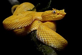 Serpentes: Étymologie, Anatomie, Écologie et comportement