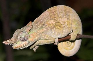 <i>Kinyongia</i> genus of reptiles