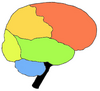 Image:Brainlobes.png