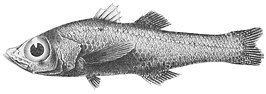 Brephostoma carpenteri