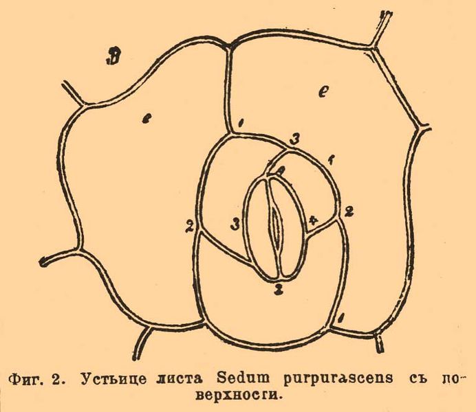 File:Brockhaus and Efron Encyclopedic Dictionary b69 052-2.jpg