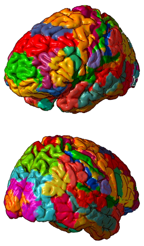 Colored brains