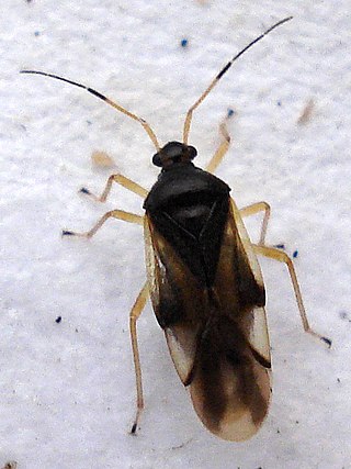 <i>Bryocoris pteridis</i> Species of true bug