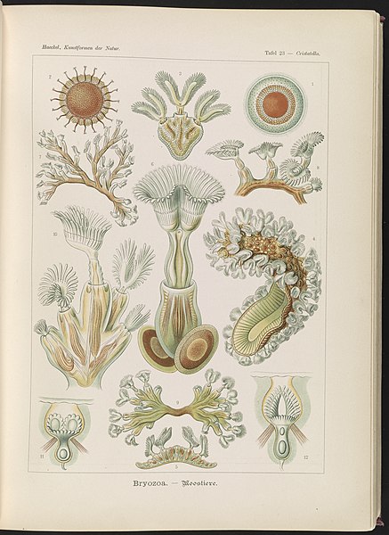 File:Bryozoa. - Moostiere LCCN2015648910.jpg