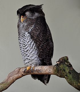 Barred eagle-owl