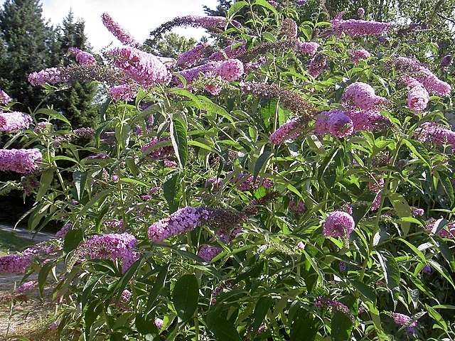 Буддлея Давида (Buddleja davidii) — одна з рослин, описаних Франше