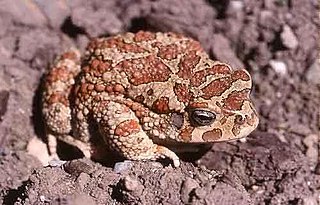 Berber toad Species of amphibian