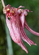 Bulbophyllum melanoglossum