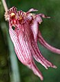 Bulbophyllum melanoglossum