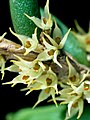 Bulbophyllum wadsworthii