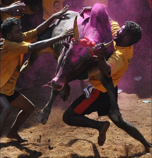 File:Bull Taming, Alanganallur, India.jpg