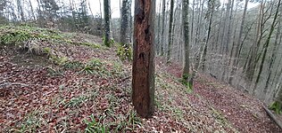 Blick von der Burgstelle über den Ringgraben ins Tal des Bankholzer Dorfbaches