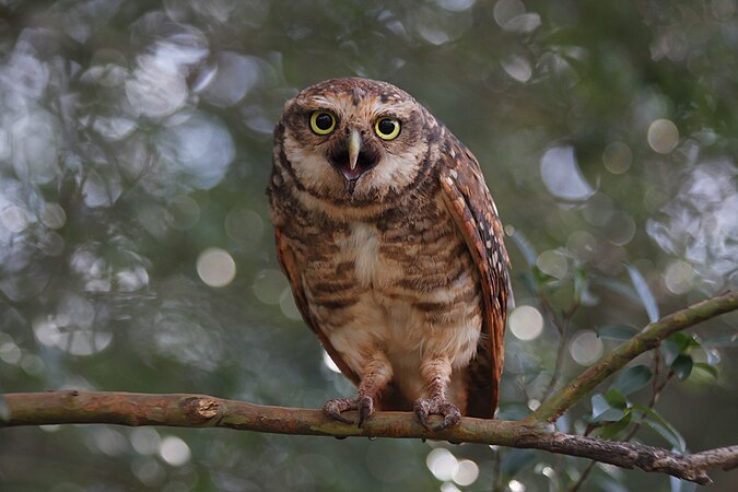 Burrowing owl (Athene cunicularia or Speotyto cunicularia) in Rio Grande do Sul. Photo by Lucas Tabaschek