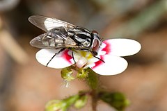 Description de l'image Bush flies love sweets too.jpg.