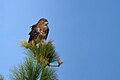 Category:Buteo buteo insularum - Wikimedia Commons