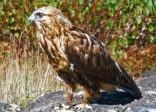 Buteo lagopus rock