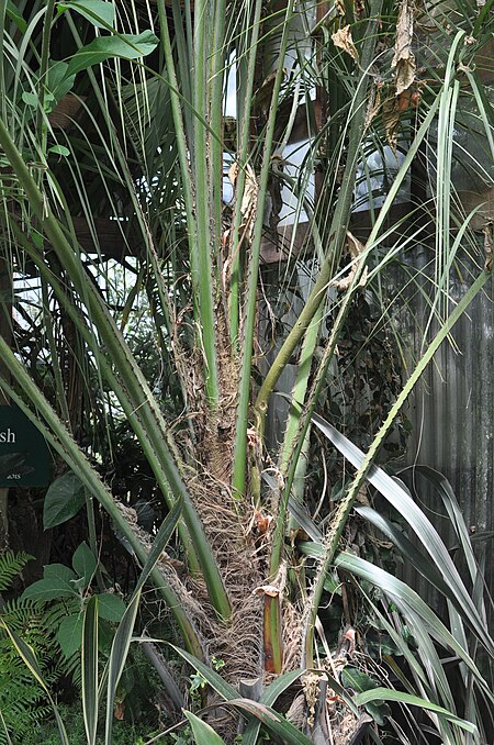 Butia eriospatha