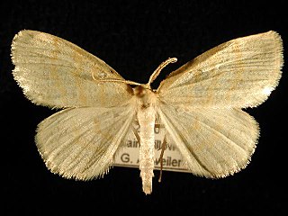 <i>Cabera erythemaria</i> Species of moth