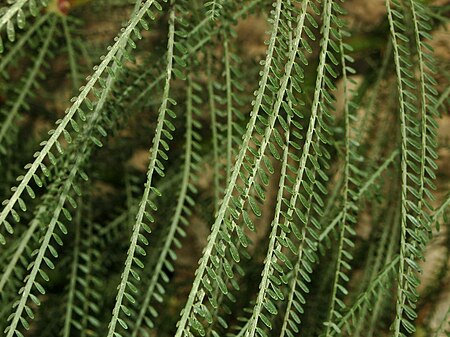 Caesalpiniaceae - Parkinsonia aculeata-2.JPG