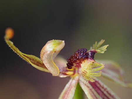 Caladenia plicata labellum detail Caladenia plicata 01.jpg