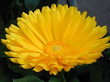 Calendula Officinis