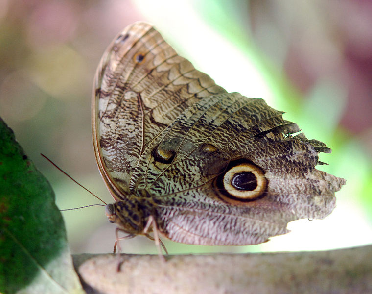 File:Caligo eurilochus - Papiliorama, Swiss Tropical Gardens - 20100417.jpg