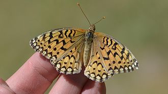 Callippe fritillary butterfly Callippe Fritillary (14427744069).jpg