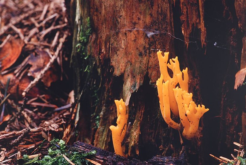 File:Calocera viscosa (30084130472).jpg