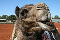 Camel Portrait