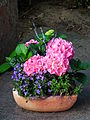 Pflanzschale mit Glockenblumen (Campanula) und Hortensien (Hydrangea)