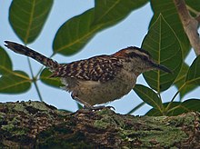 Campylorhynchus rufinucha.jpg