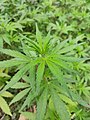 Cannabis plant (Bhang in Indian languages) 2.jpg