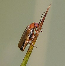 Cantharis pallida muhtemelen - Flickr - gailhampshire (1) .jpg