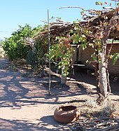 Canyon grape on ramada at Mission Garden Canyon grape at Mission Garden (Tucson).jpg