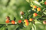 Capsicum schottianum için küçük resim