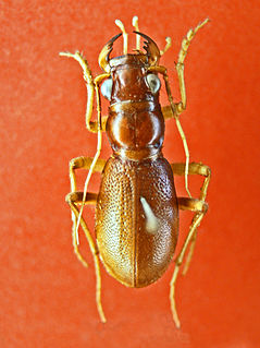 <i>Megacephala megacephala</i> Species of beetle