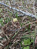 Thumbnail for Carex auriculata