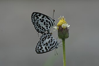 Castalius rosimon (Common Pierrot)