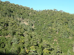 Кедр ліванський (Cedrus libani) у горах Троодос