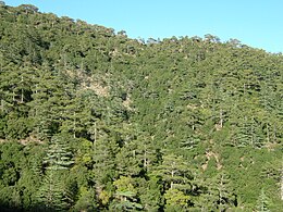 Monte de cedros nos Montes Troodos en Xipre, cordal onde foi afayáu'l primer exemplar de Mus cypriacus