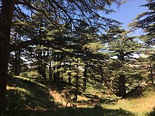 Questa immagine raffigura gli alberi di cedro dei cedri del Libano e i sentieri tortuosi in cui i visitatori possono passeggiare.