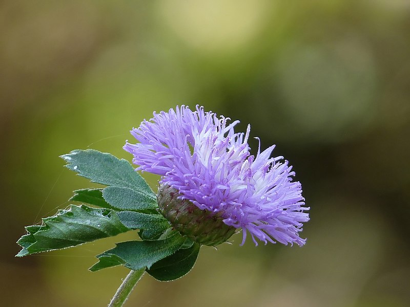 File:Centratherum punctatum at Kadavoor.jpg