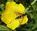 Cephidae (nyigu-bua Cephus spinipes)