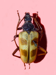 <i>Pachyta</i> genus of insects