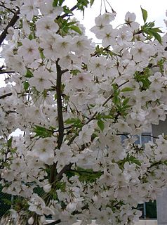 <i>Prunus speciosa</i> Species of tree