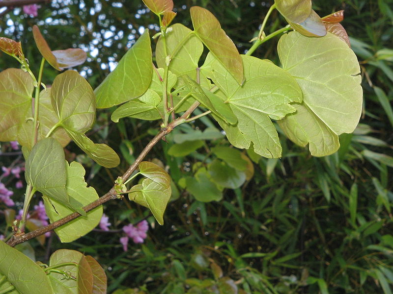 File:Cercis siliquastrum young leaves.jpg