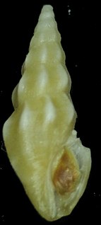 <i>Cerodrillia</i> Genus of gastropods